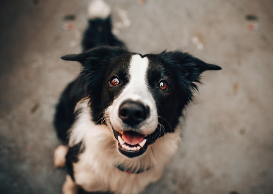 Smiling Dogs — Opvoedings- en gedragscoach voor honden