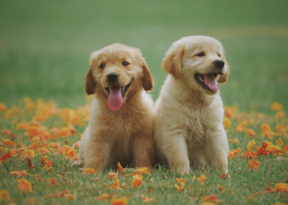 puppies training Smiling Dogs Belgium